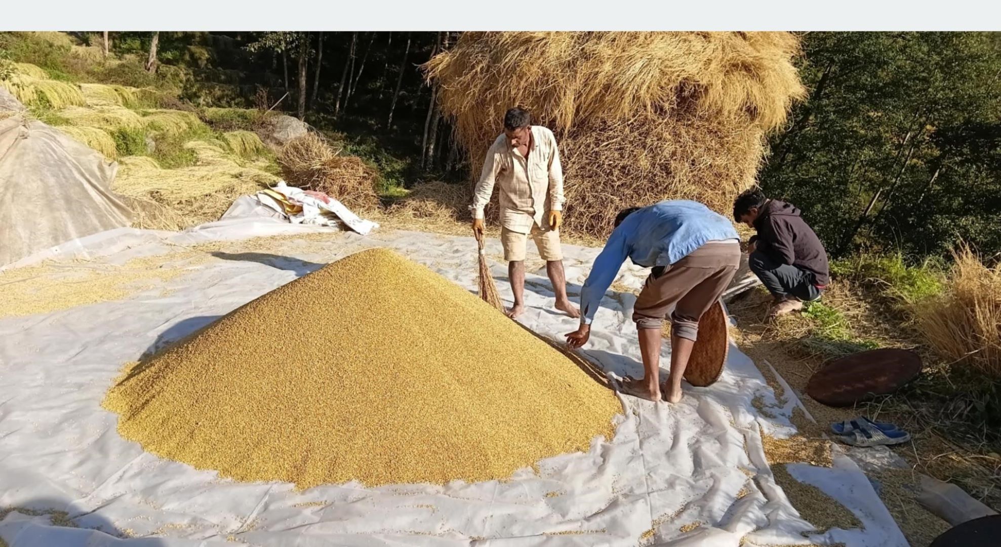 भोजपुरका किसानलाई धान थन्क्याउन चटारो