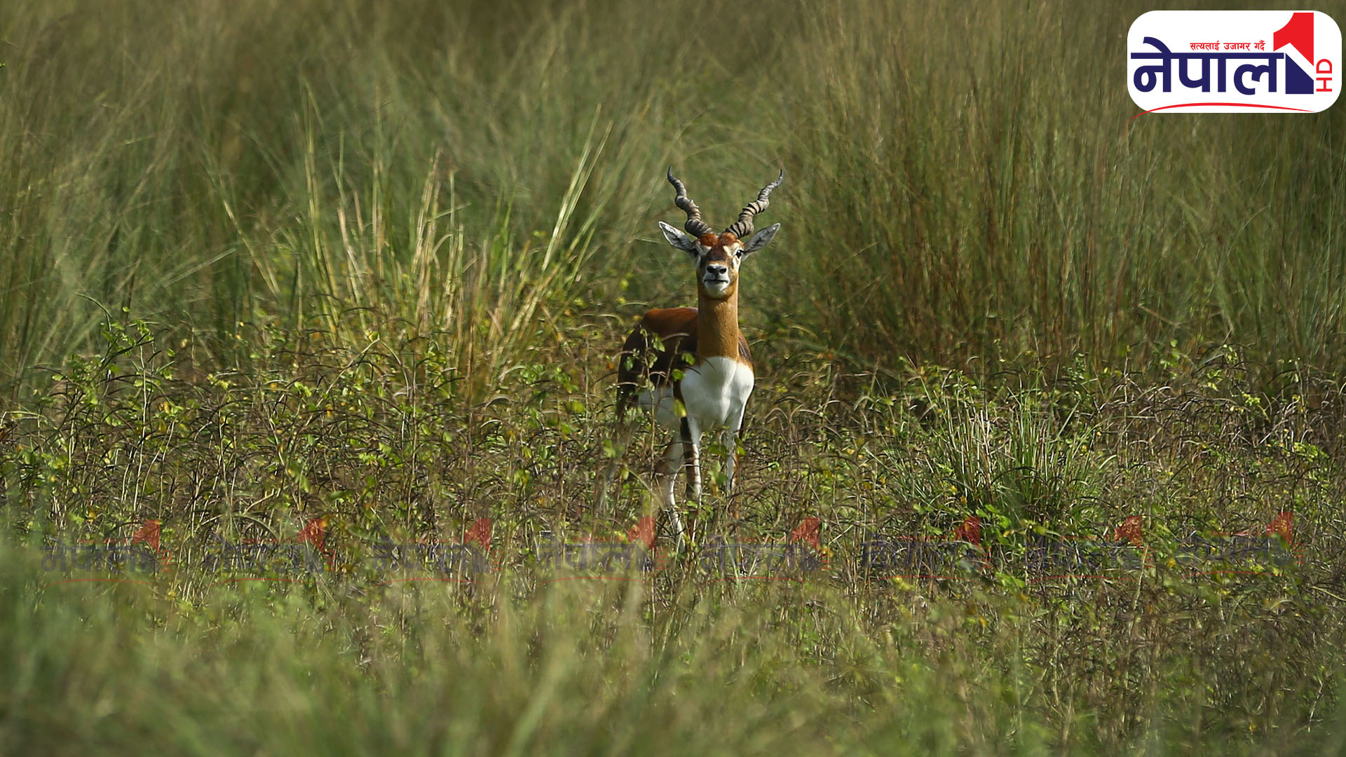 खैरापुरको आकर्षण कृष्णसार (फोटो फिचर)