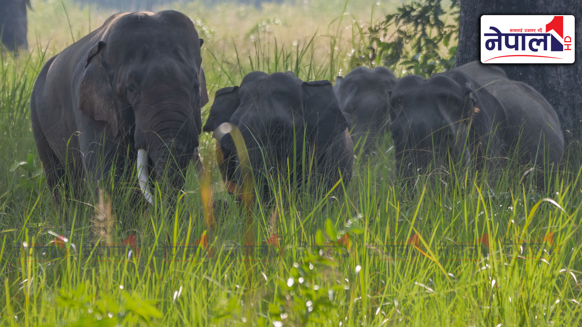 परम्परागत बाटो मासिँदै जाँदा मानव–हात्ती द्वन्द्व बढ्दै (तस्बिरहरु)