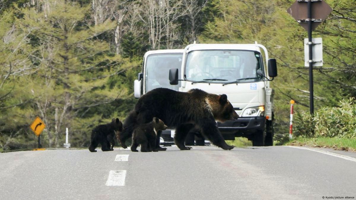 जापानमा घातक भालु आक्रमणपछि सेना तैनाथ