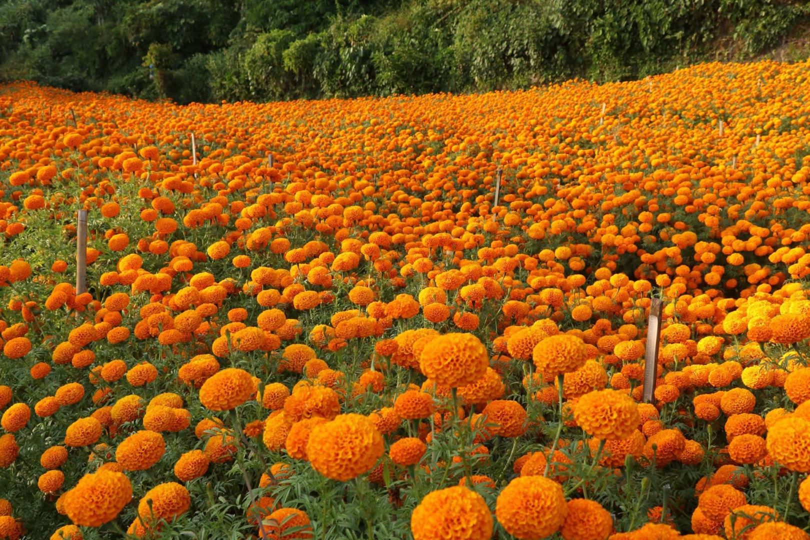 फूलखेतीमै रमाएका कृषकहरु