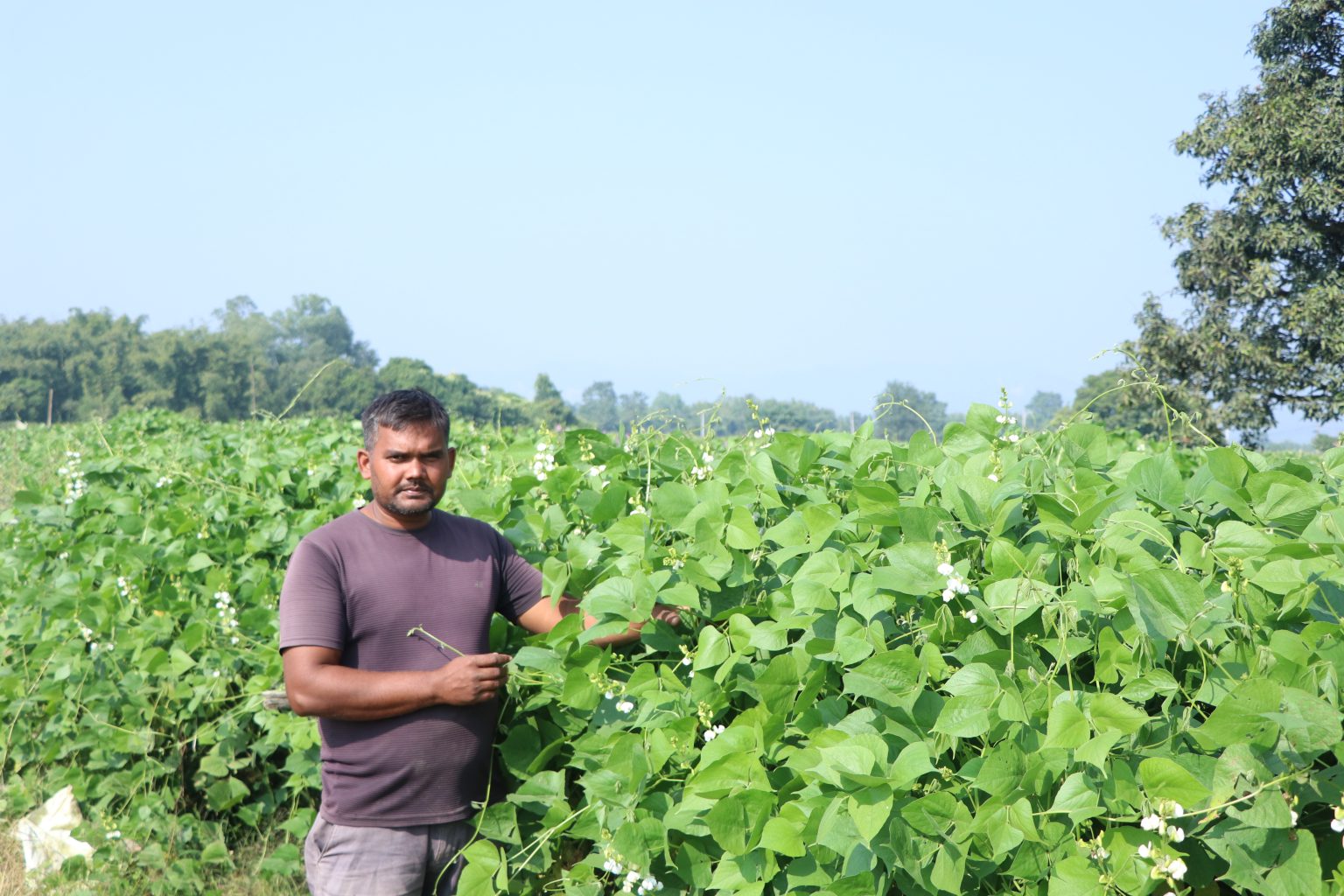 व्यावसायिक तरकारीखेतीबाट वार्षिक १० लाख बचत गर्छन् महतो