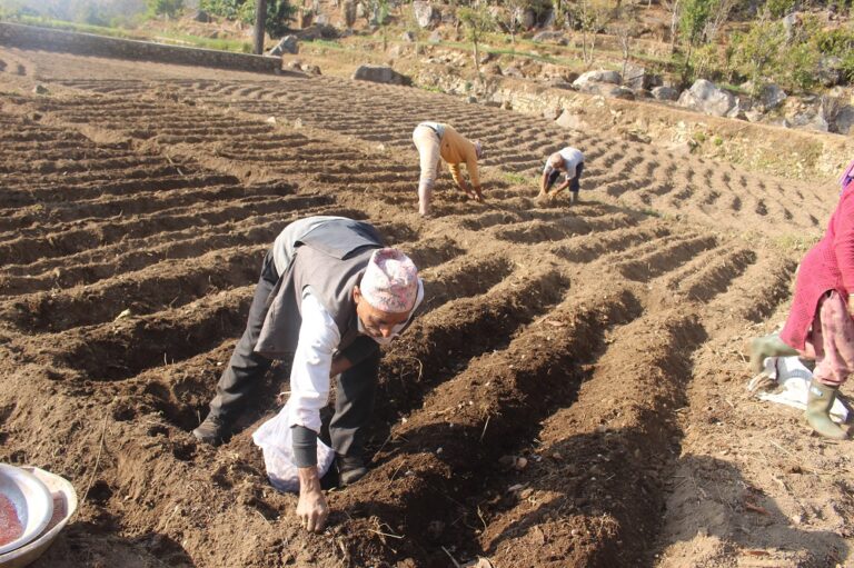 कृषि औजार मार्फत् आलु रोप्दै किसान