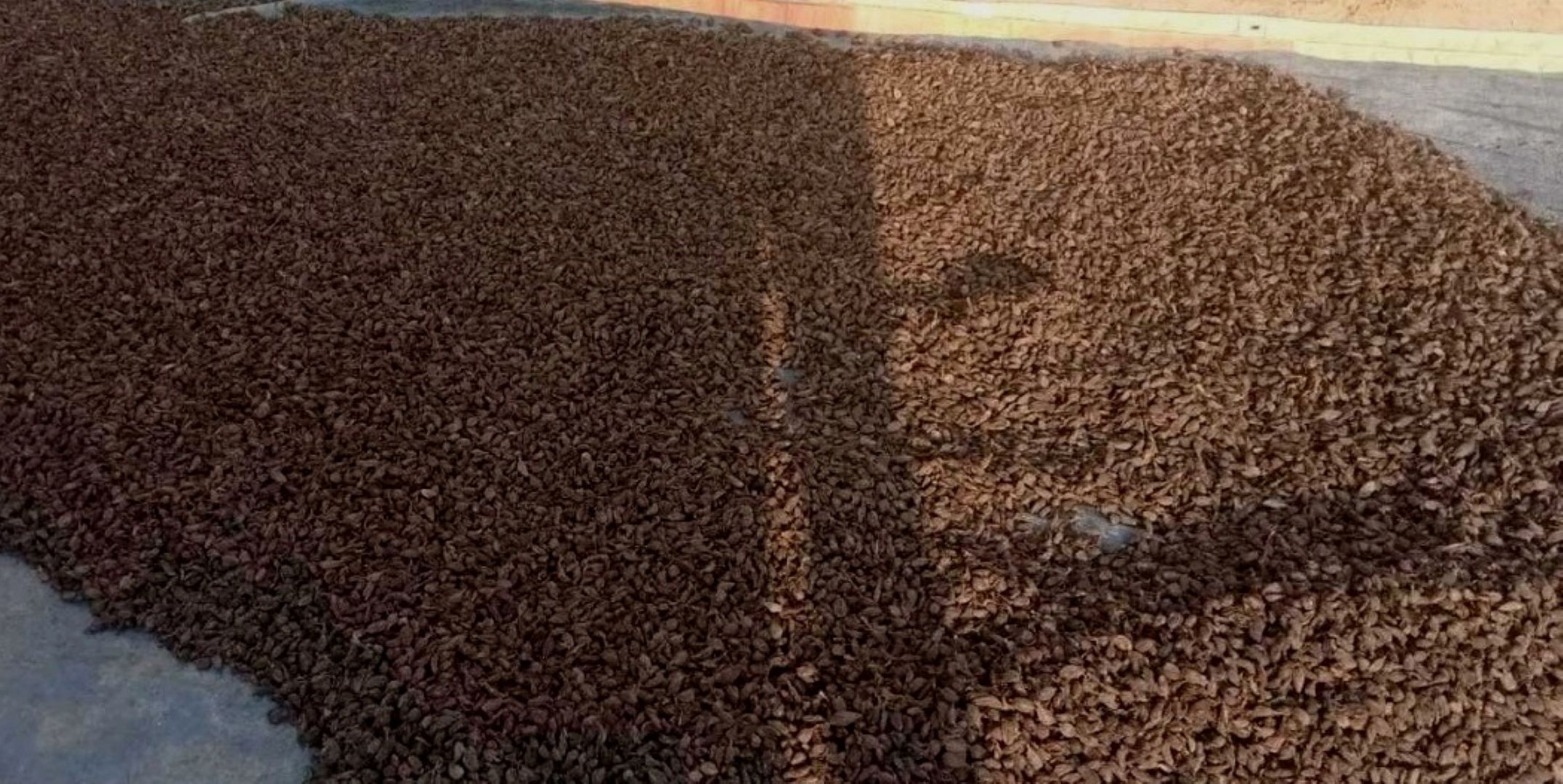 अलैँचीको मूल्य बढ्दा  भोजपुरका किसान उत्साहित