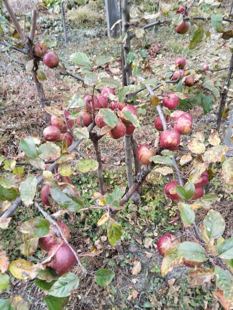 घुन्सा र फलेटारमा स्याउ फल्यो स् व्यावसायिक खेतीको नयाँ सम्भावना उजागार