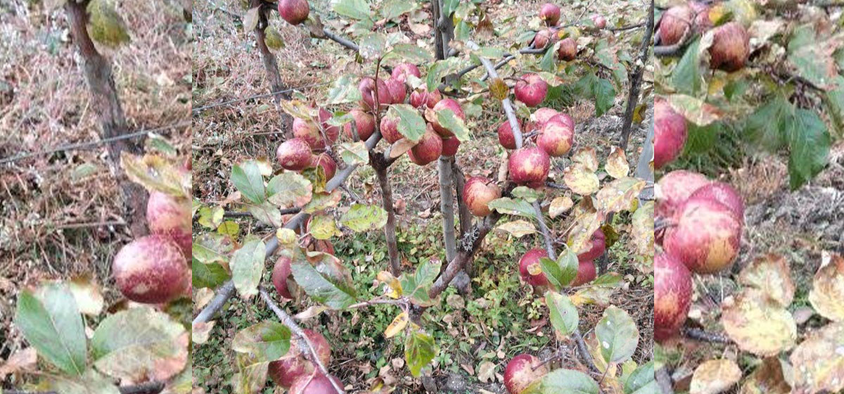 घुन्सा र फलेटारमा स्याउ फल्यो : व्यावसायिक खेतीको नयाँ सम्भावना उजागार