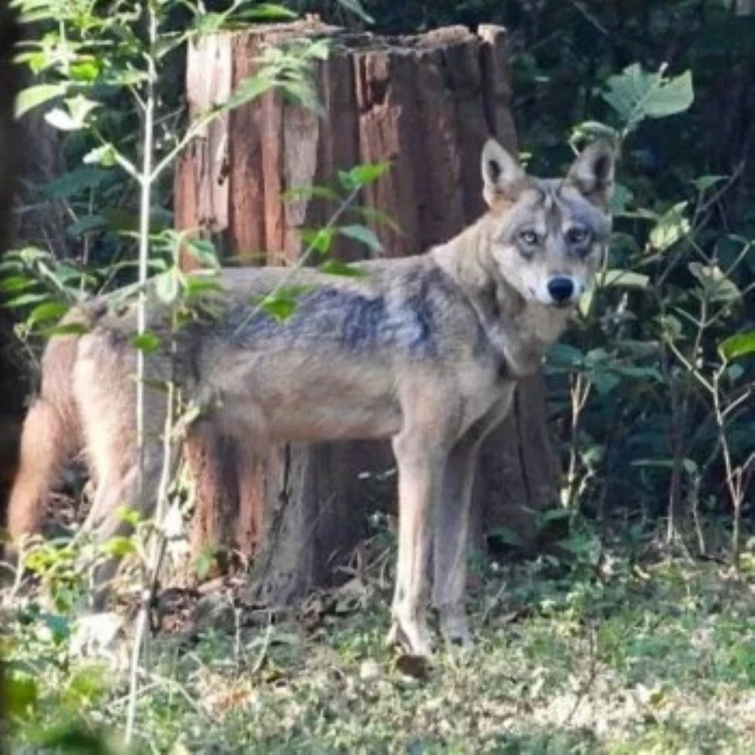 भारतमा नरभक्षी ब्वाँसोको आतङ्क, ड्रोनमार्फत निगरानी