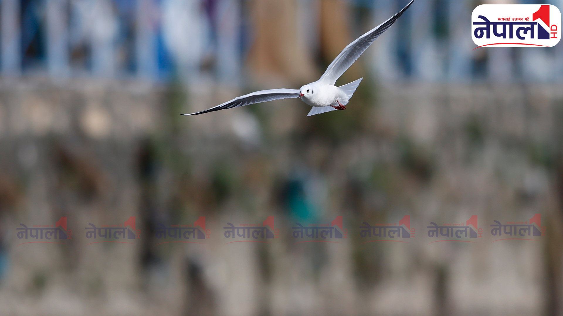 बागमती नदीमा देखियो दुर्लभ कालो टाउके दंगा चिल (तस्बिरहरू)