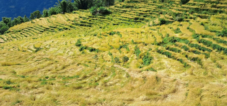 लुम्बिनी प्रदेशमा कृषि भूमि घट्यो