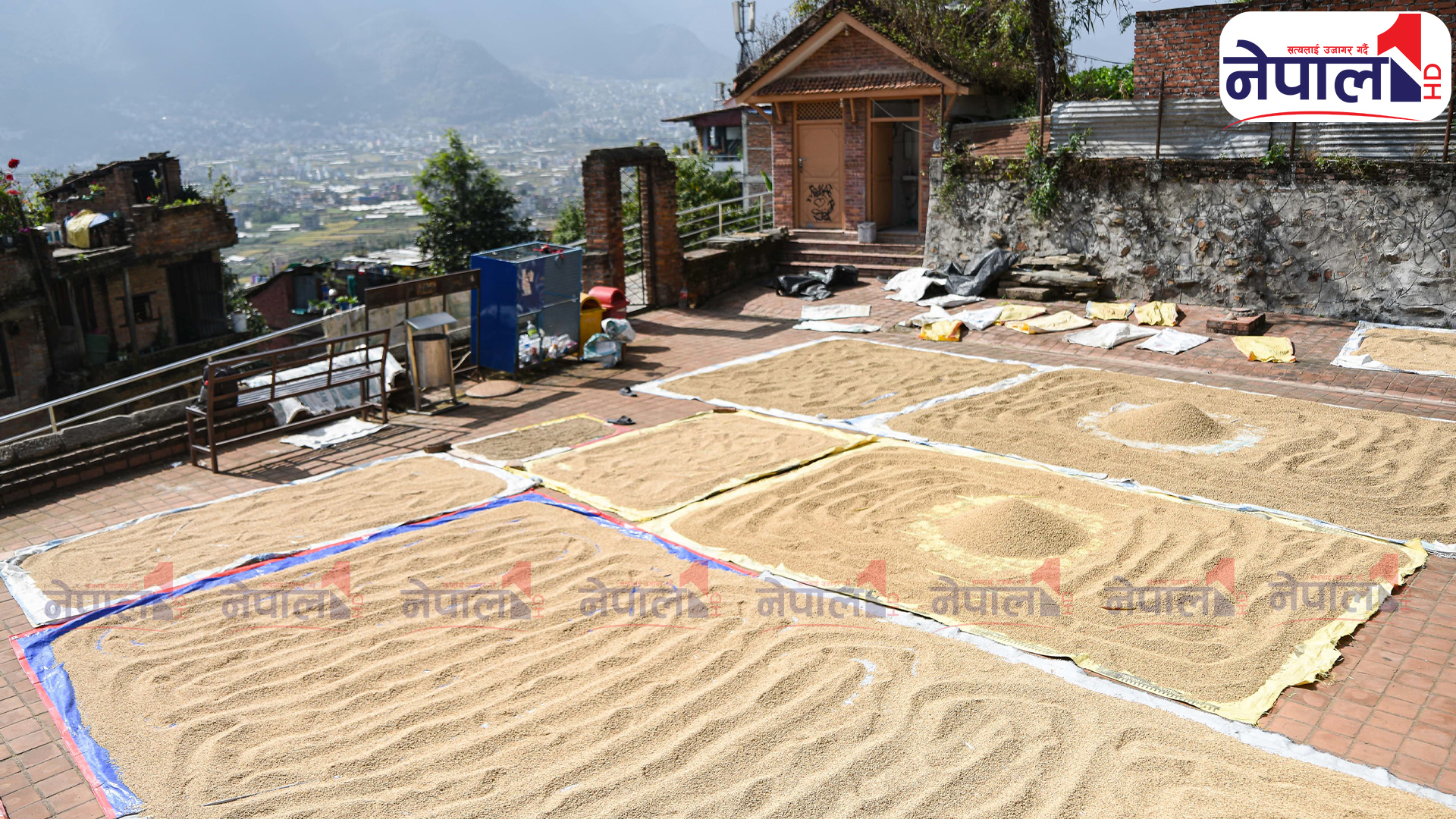 तस्बिरमा हेर्नुस् कीर्तिपुरमा किसानहरू धान सुकाउन व्यस्त