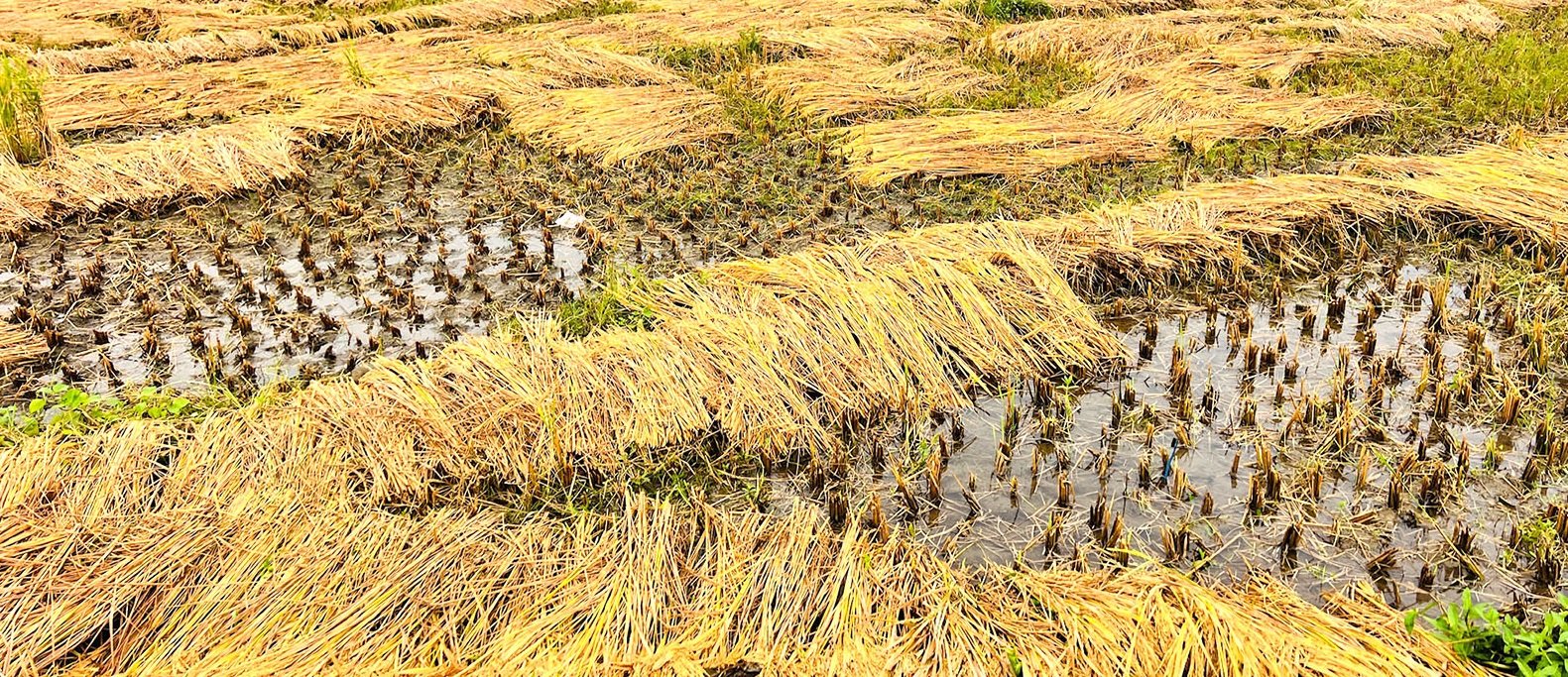 सर्लाहीमा झरीका कारण धानबालीमा क्षति