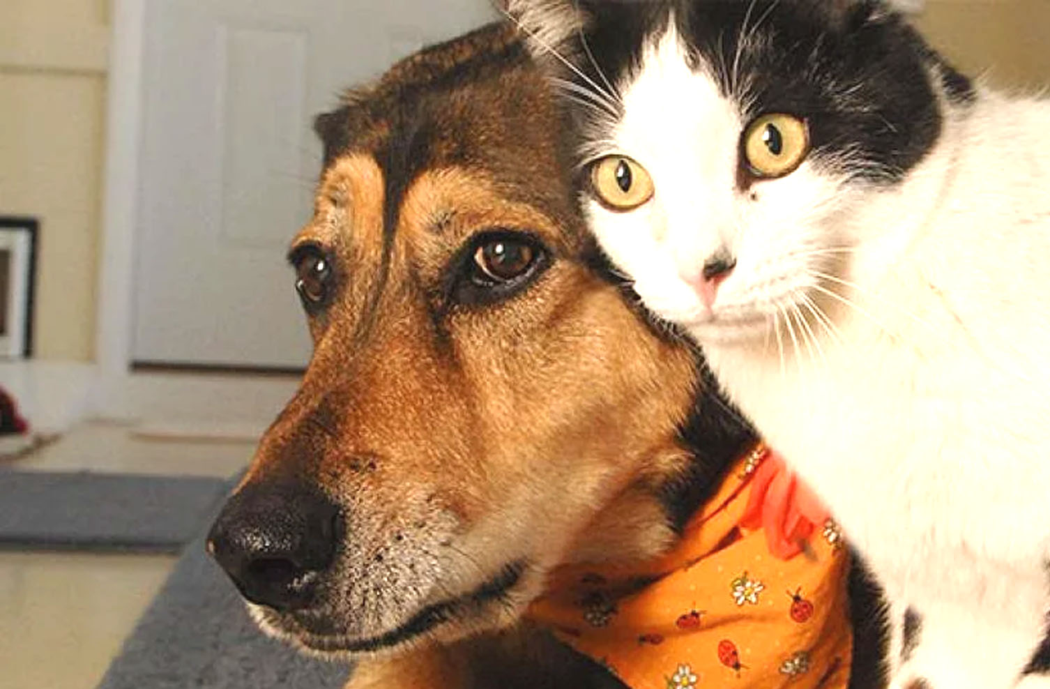 जकार्तामा कुकुर, बिरालो र चमेरोको मासु बेच्न प्रतिबन्ध