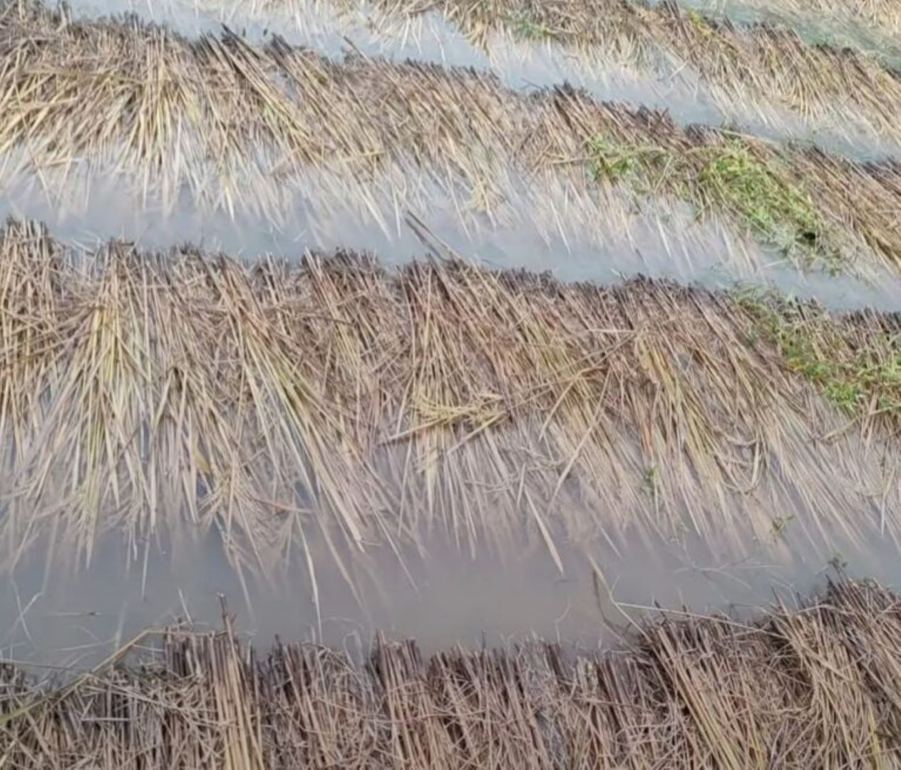 बेलकोटगढी नगरपालिकाले  वर्षाले धानबालीमा क्षति पुगेका किसानलाई नगद उपलब्ध गराउने
