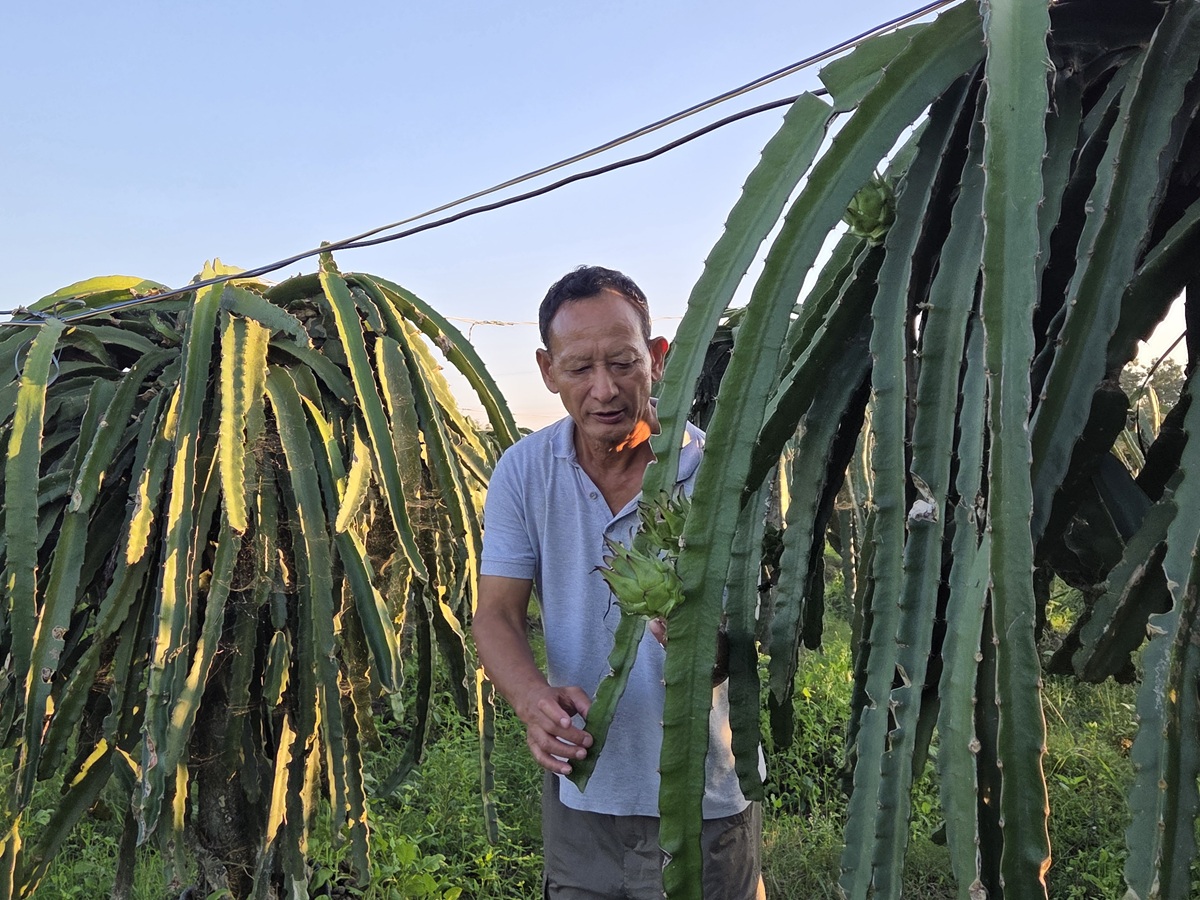 पूर्वसैनिक घलेको लोभलाग्दो ‘ड्रागन फ्रुट’ खेती