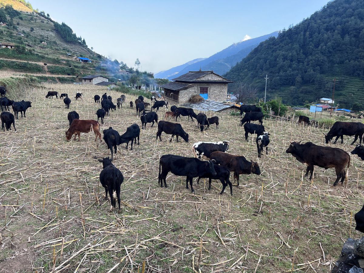 गोठाला बेँसी झरेपछि भल्कोटमा बढ्यो चहलपहल