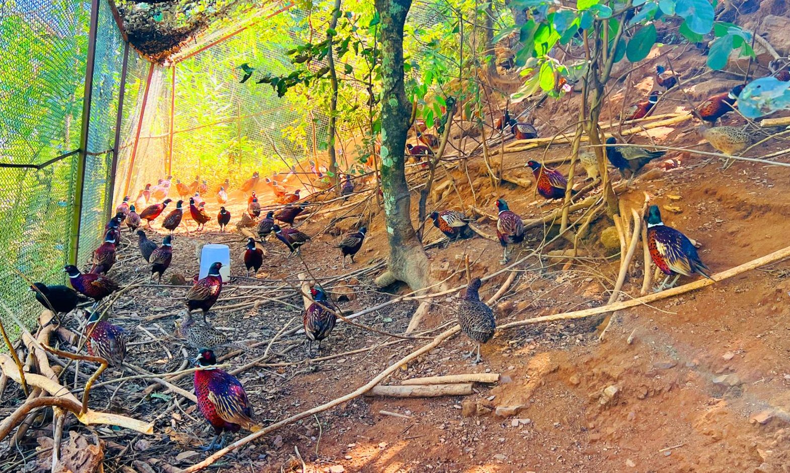 कँडेलको चरा पाल्ने रहर : वनकुखुरा पालनमा ५० लाख लगानी