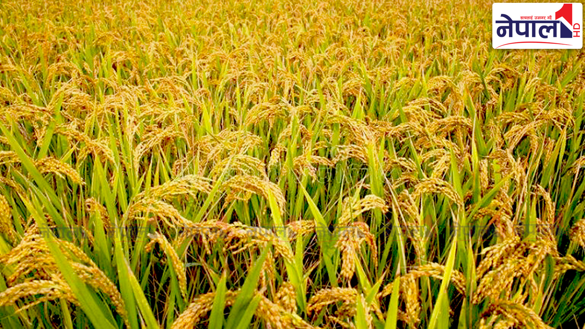 कैलालीमा धान उत्पादन घट्यो