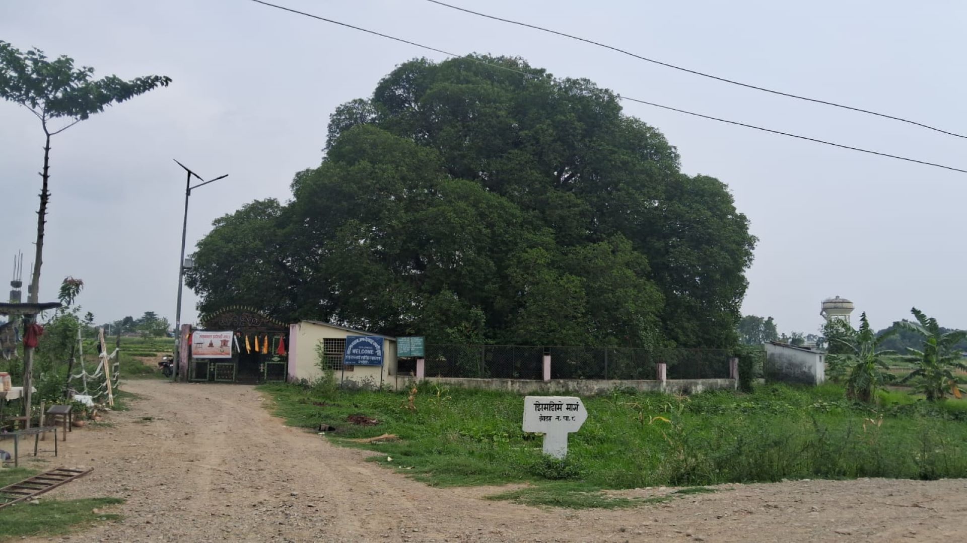 अलौकिक पाकडी वृक्ष जहाँ पुग्दा शान्ति मिल्छ