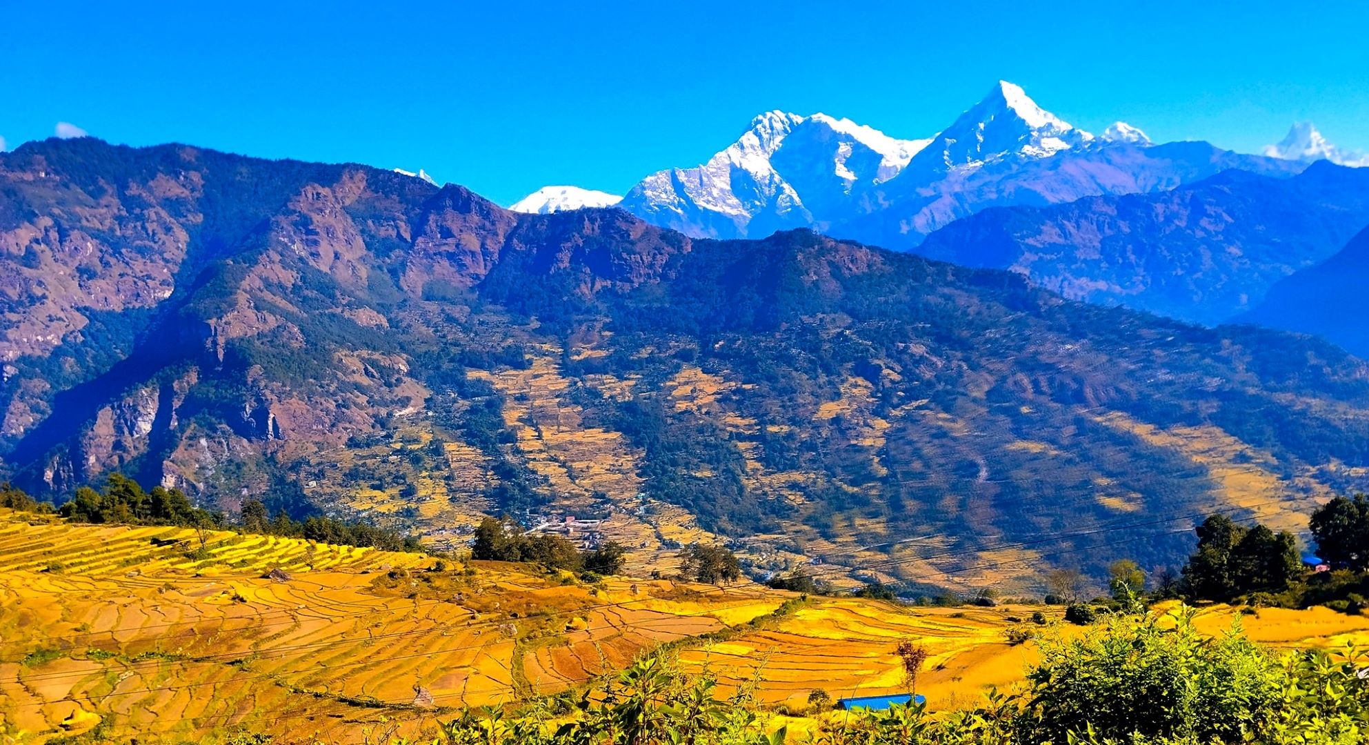 तनहुँमा एक करोड बराबरको धानबालीमा क्षति