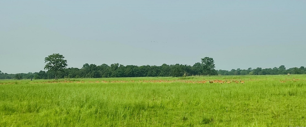 शुक्लाफाँटा निकुञ्जको ५१४ दशमलव ३१ हेक्टर जमिन अतिक्रमण