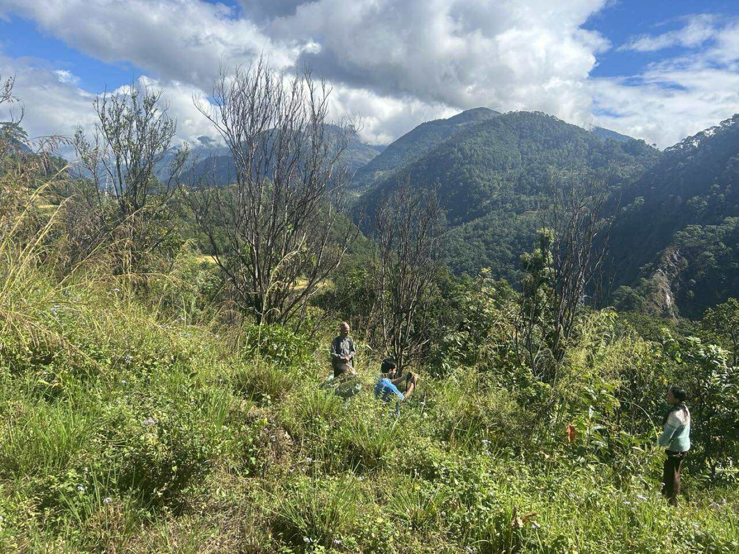 ‘पकेट’ क्षेत्रमै सुन्तलाका बोट सुकेपछि