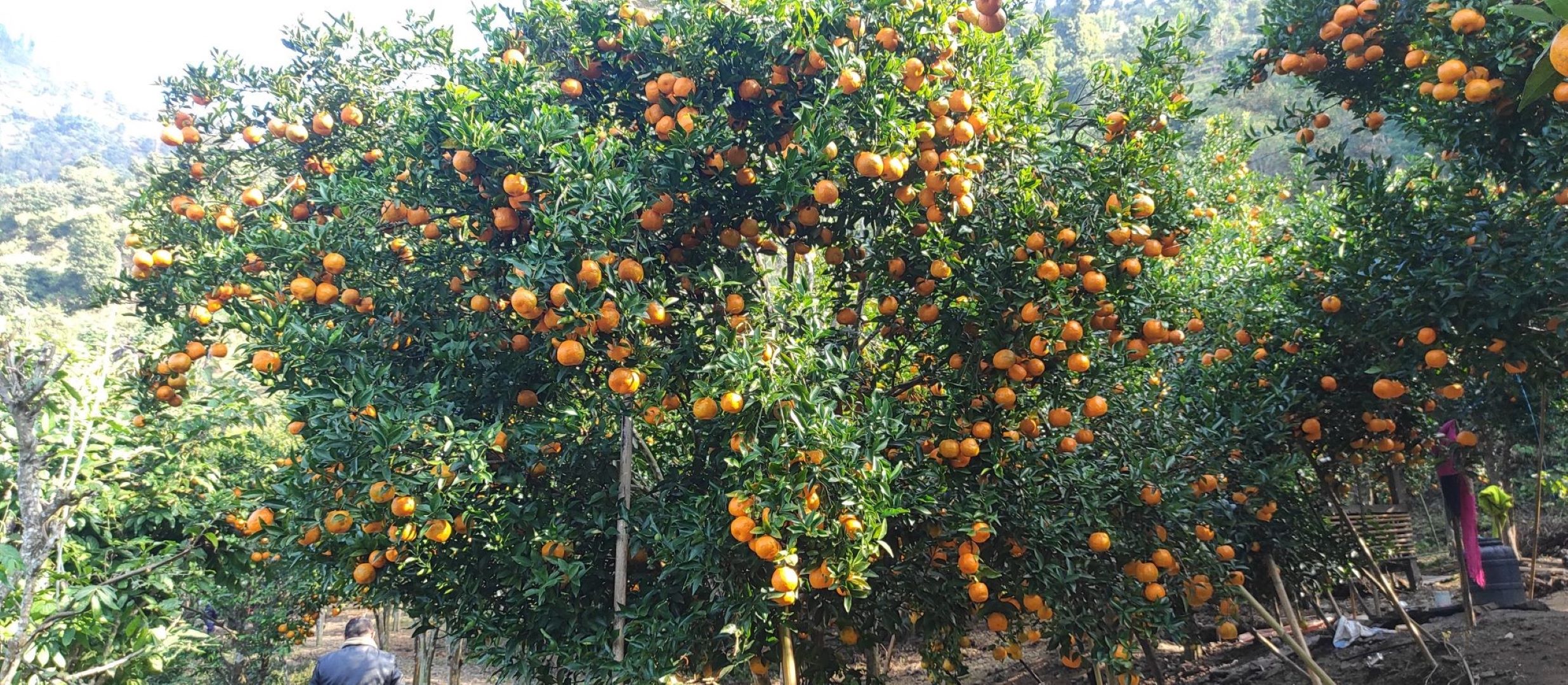 सलकपुरमा सुन्तला खान पुग्छन्  : पर्यटक