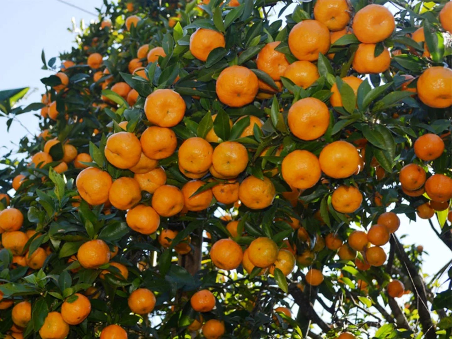 बगैँचाबाटै सुन्तला बिक्री हुँदा किसान खुसी