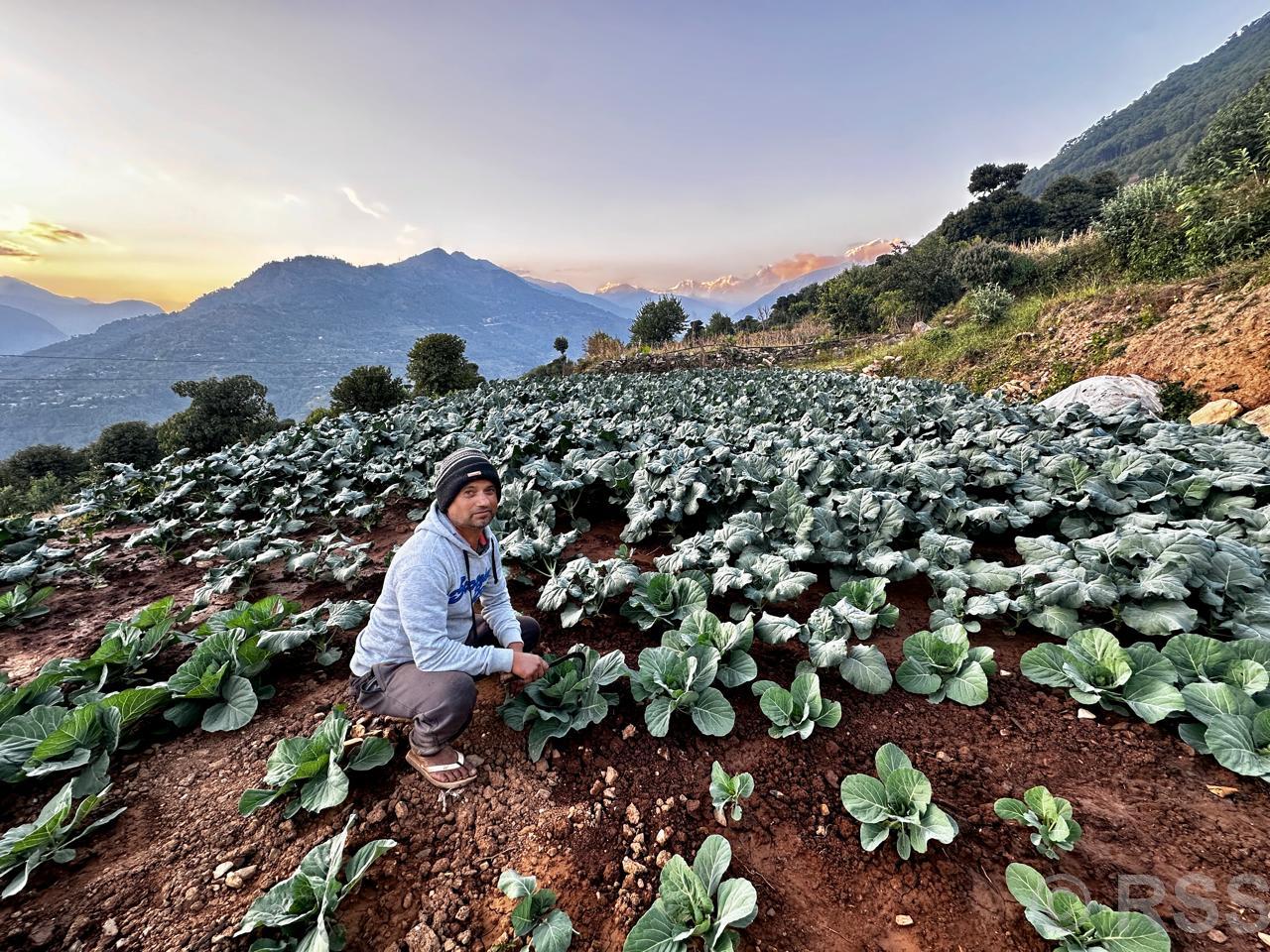 तीन दशकपछि गाउँ फर्किएर तरकारी खेतीमा रमाउँदै कमलप्रसाद
