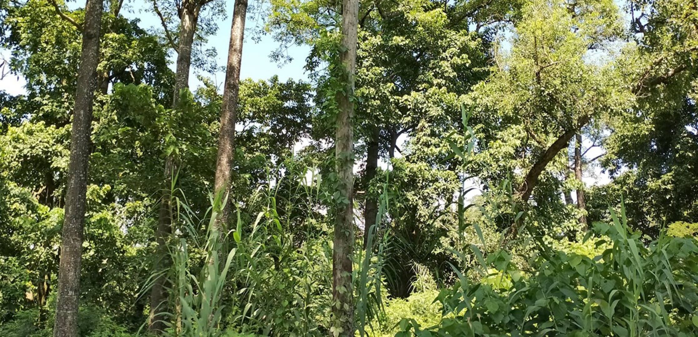 कञ्चनपुरको गौरीघाटमा अवैधरुपमा १३९ काँचा रुख काटिए