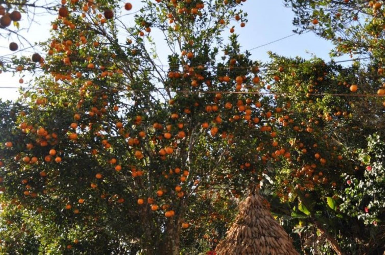 कोदो, मकै फल्ने बारीमा सुन्तला बगैँचा