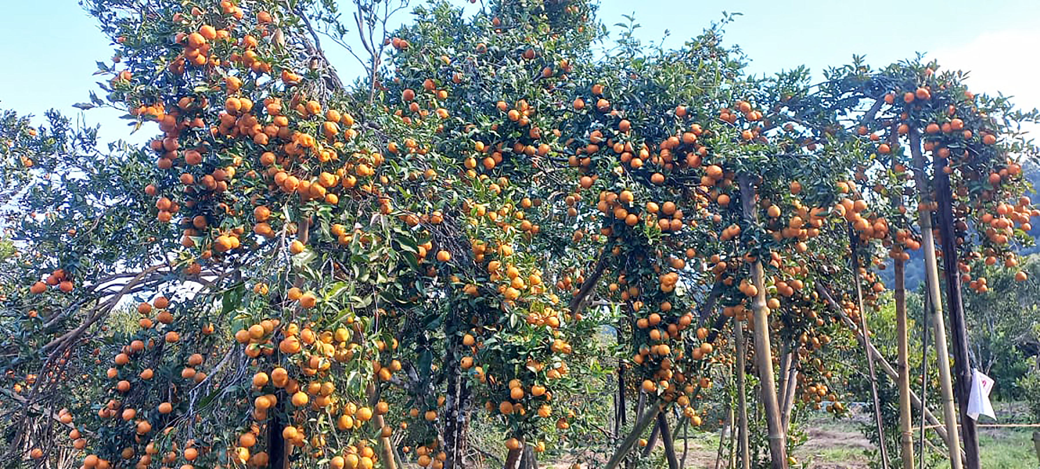 सडक कालोपत्रको माग गर्दै सिन्धुलीमा ‘जुनार महोत्सव’