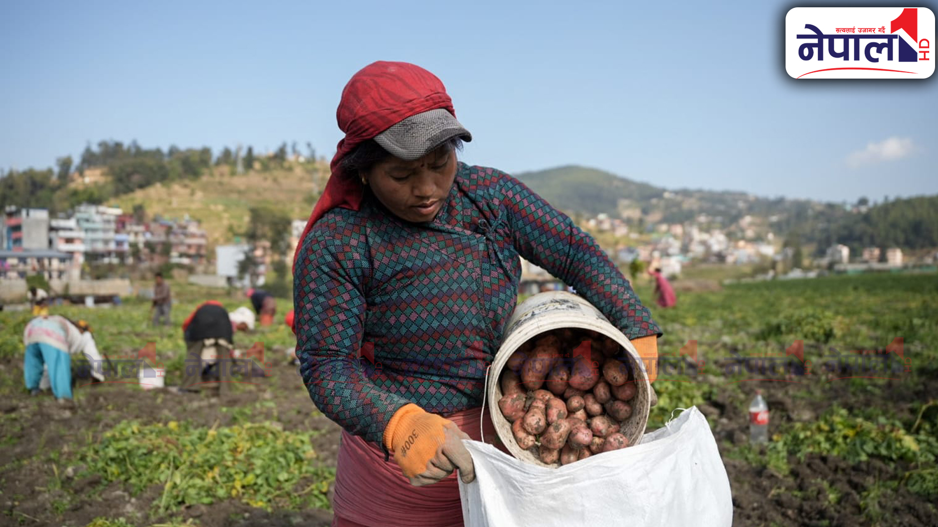 आलु भित्राउँदै पनौतीका किसानहरु (तस्बिरहरु)
