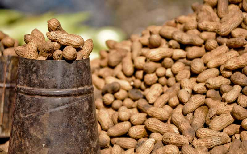 हलेसी तुवाचुङमा पाँच मुरीभन्दा बढी बदाम फलाउने किसान पुरस्कृत