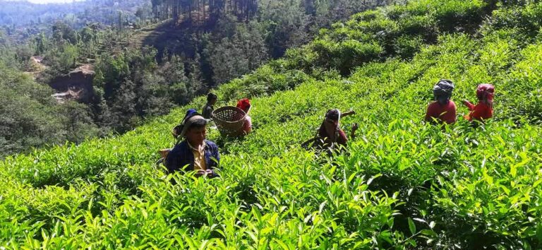बैतडीको सुर्नयामा चियाखेतीका लागि सम्भाव्यता अध्ययन