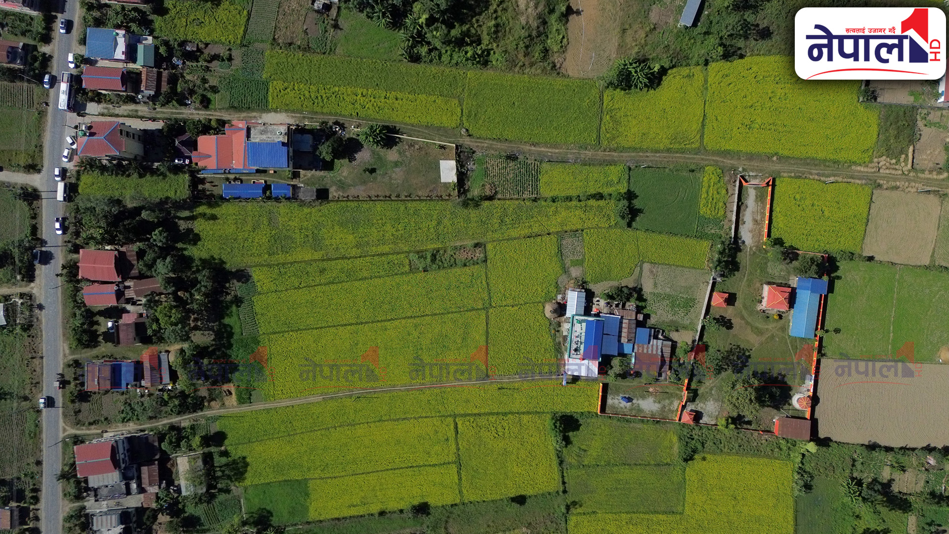 तस्बिरमा हेर्नूहोस्, तोरीले पहेलपुर चितवन