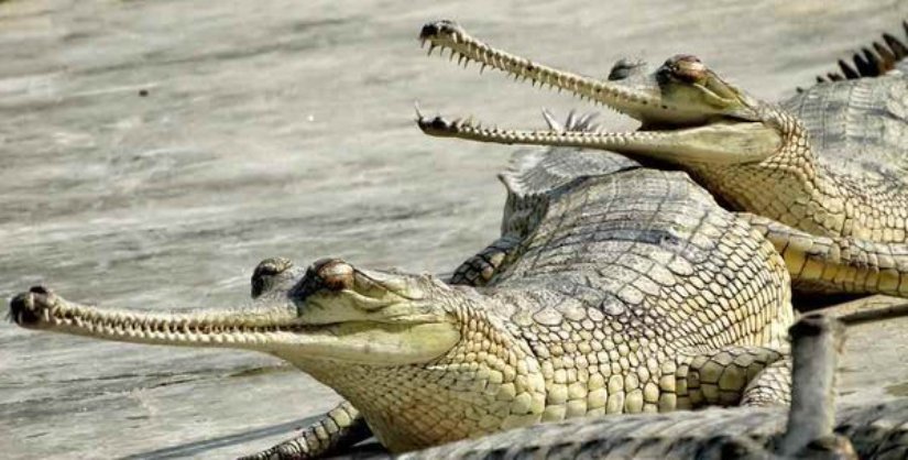 राप्ती र नारायणी नदीमा घडियाल गणना तथा अनुगमन सुरु