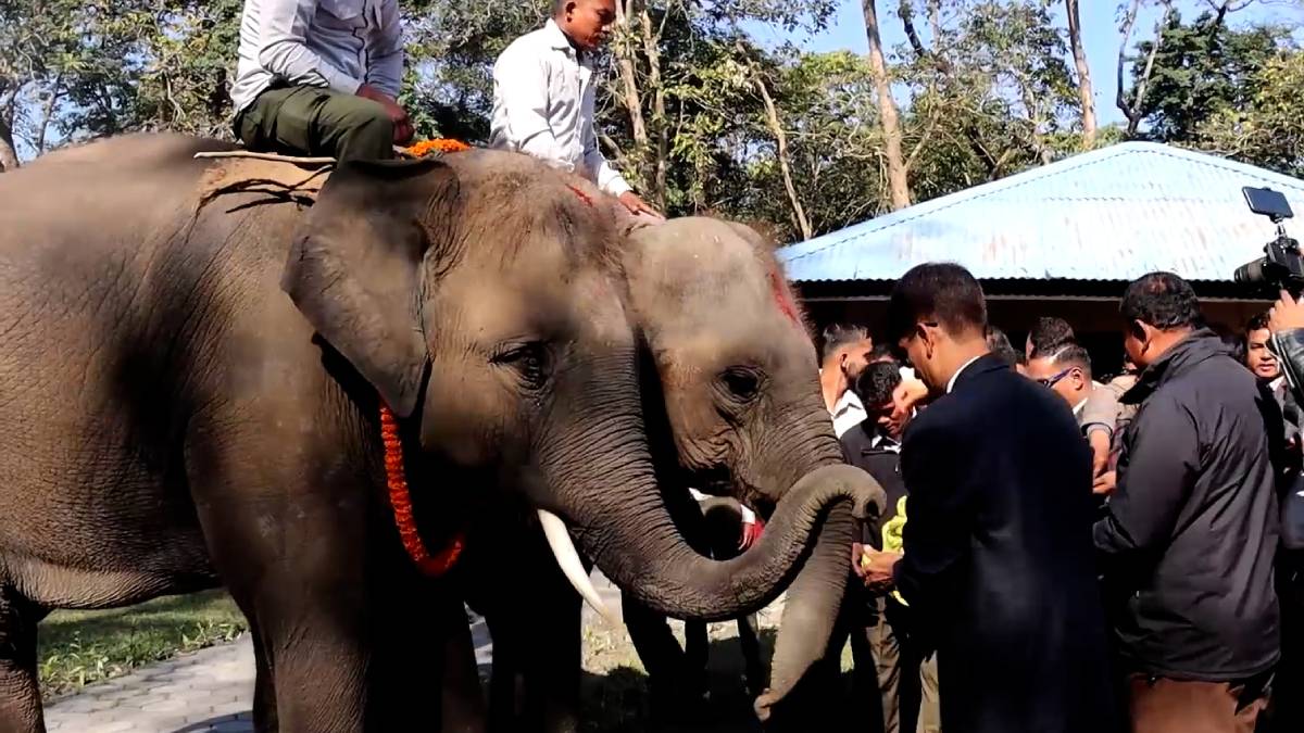 कतार पठाउन लागेका दुई हात्तीको बिदाइ