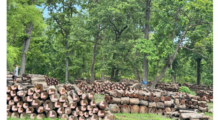 घाटगद्दीमै थन्कियो एक लाख क्यूफिट बढी काठ