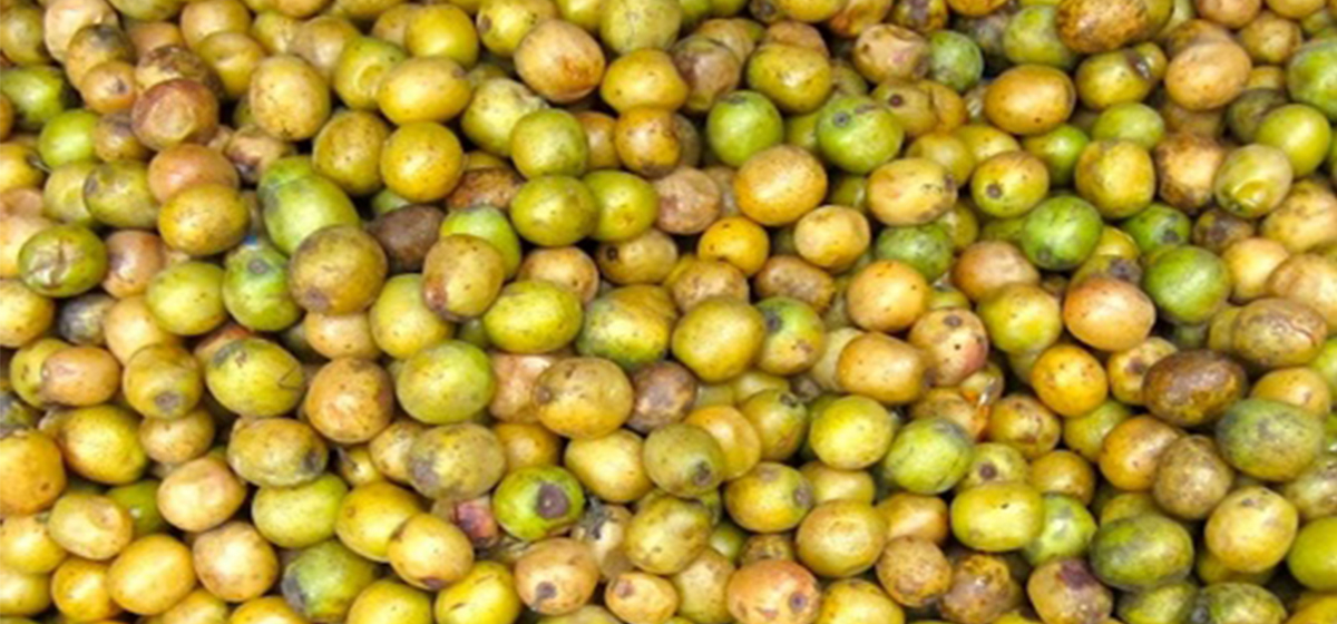 पर्वतमा व्यवसायीलाई लप्सीका परिकार बनाउन भ्याइनभ्याइ