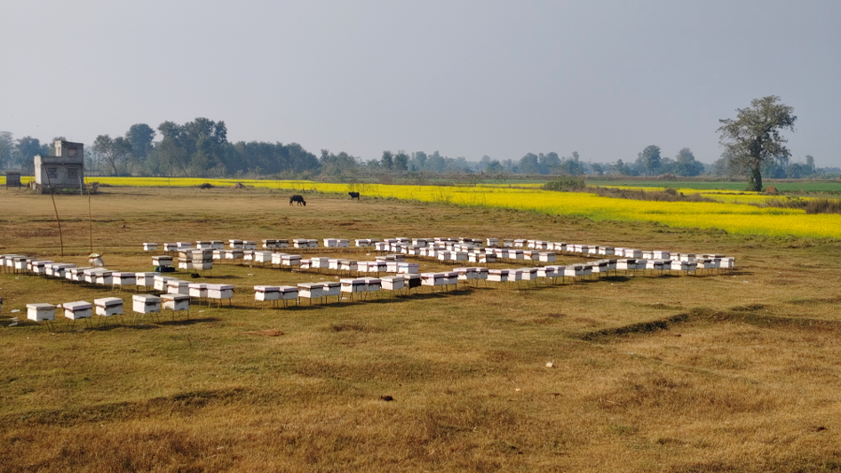 व्यावसायिक माहुरीपालनबाट बर्सेनि करोडौँको कारोबार गर्छन दाङका विनोद हमाल