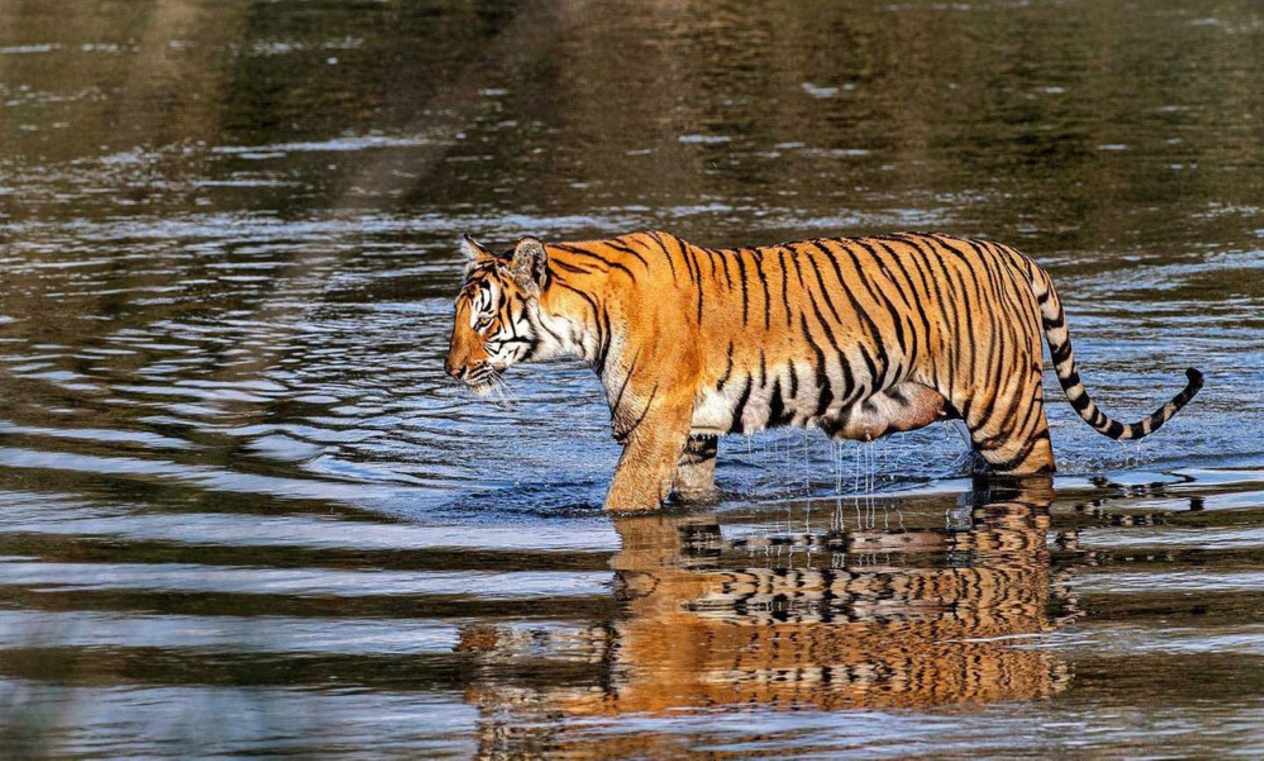 अत्याधुनिक क्यामेराबाट बाघ गणना गरिँदै जसमा १८ समस्याग्रस्त बाघ खोरमा