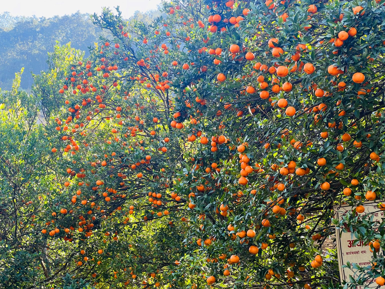 बागलुङका किसानका व्यथा :  सुन्तला सस्तोमा बेच्न बाध्य