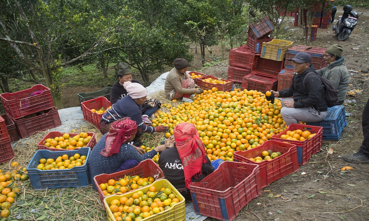 ‘कृषकलाई मौसमले पनि ठग्दोरहेछ’