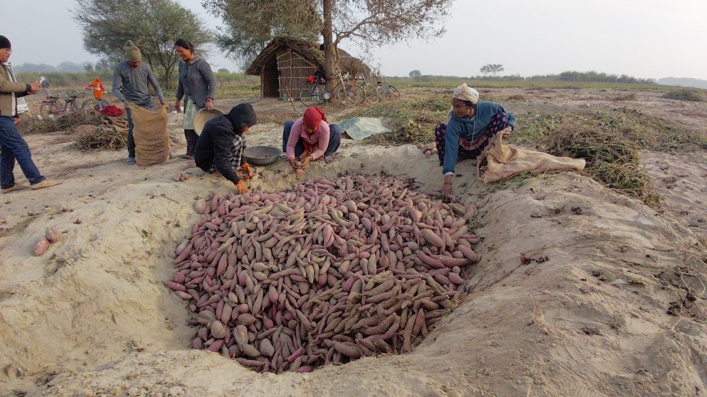 बगरमा लगाइएको सखरखण्डबाट मनग्य आम्दानी, बिहान ४ बजे उठेरै काम गर्छन् रामपति