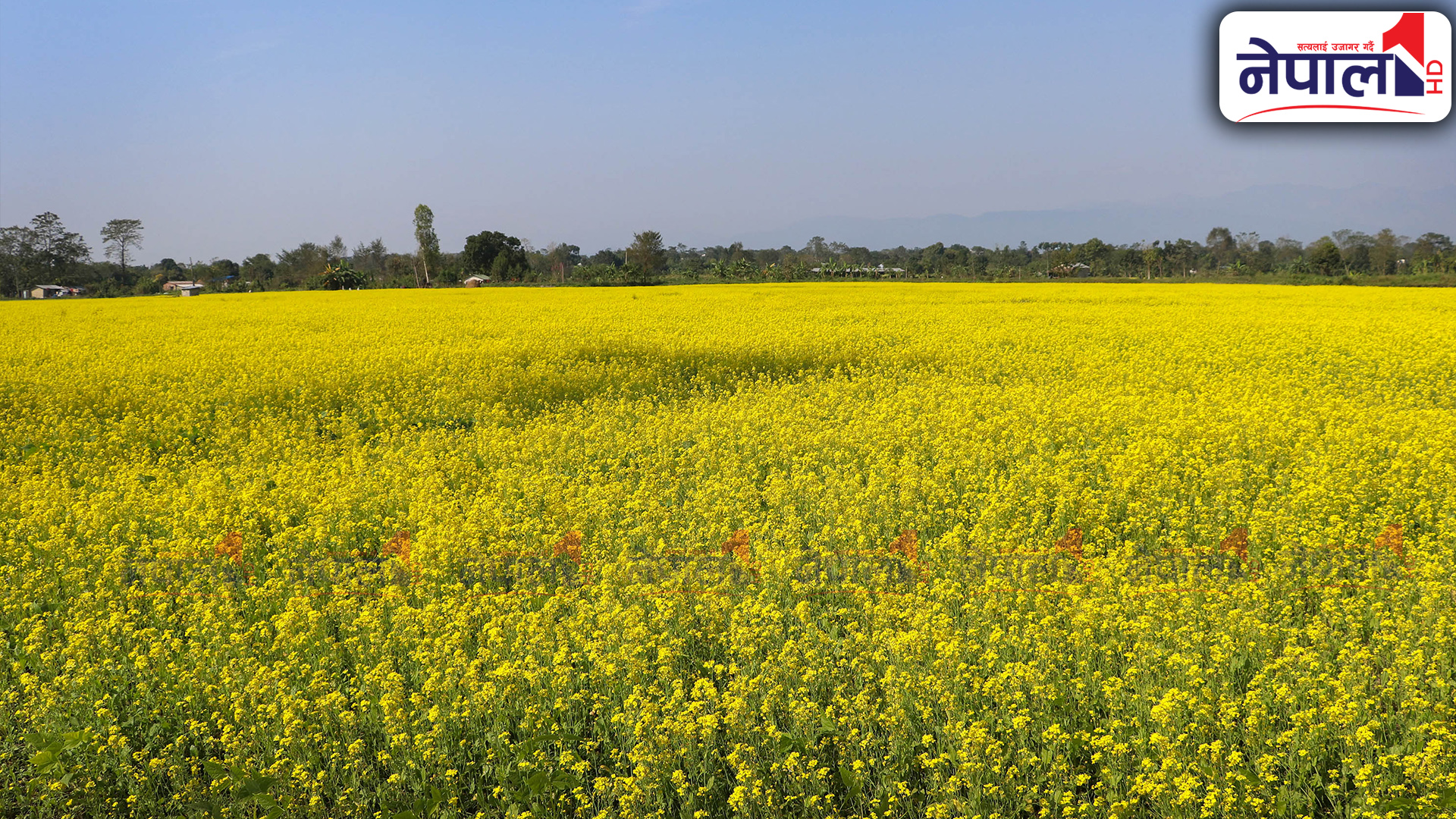 तोरी फुलेर पहेँलै कावासोती र देवचुली (तस्बिरहरू)