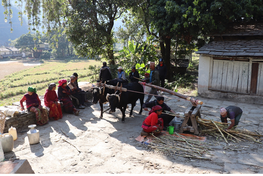 निरन्तर चल्दै छ  एक सय वर्ष पुरानो कोलमा उखु पेल्ने चलन