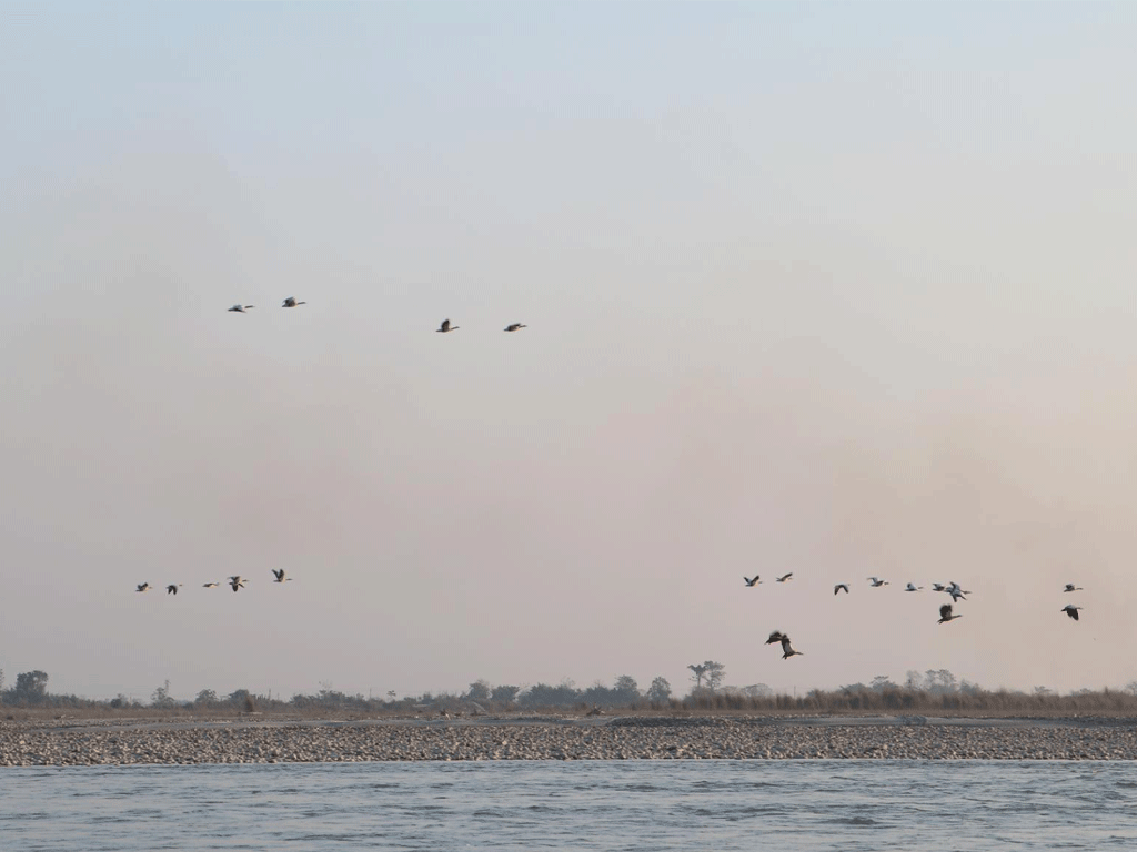 नारायणी नदी आसपासका क्षेत्रमा ४२ प्रजातिका चरा भेटिए