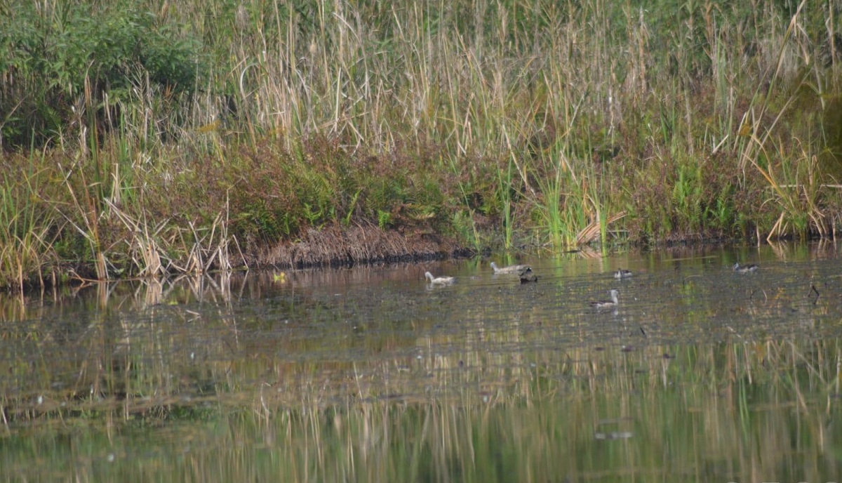 घोडाघोडीमा हरिहाँसको सङ्ख्या बढ्यो, जलपन्छीको घट्यो