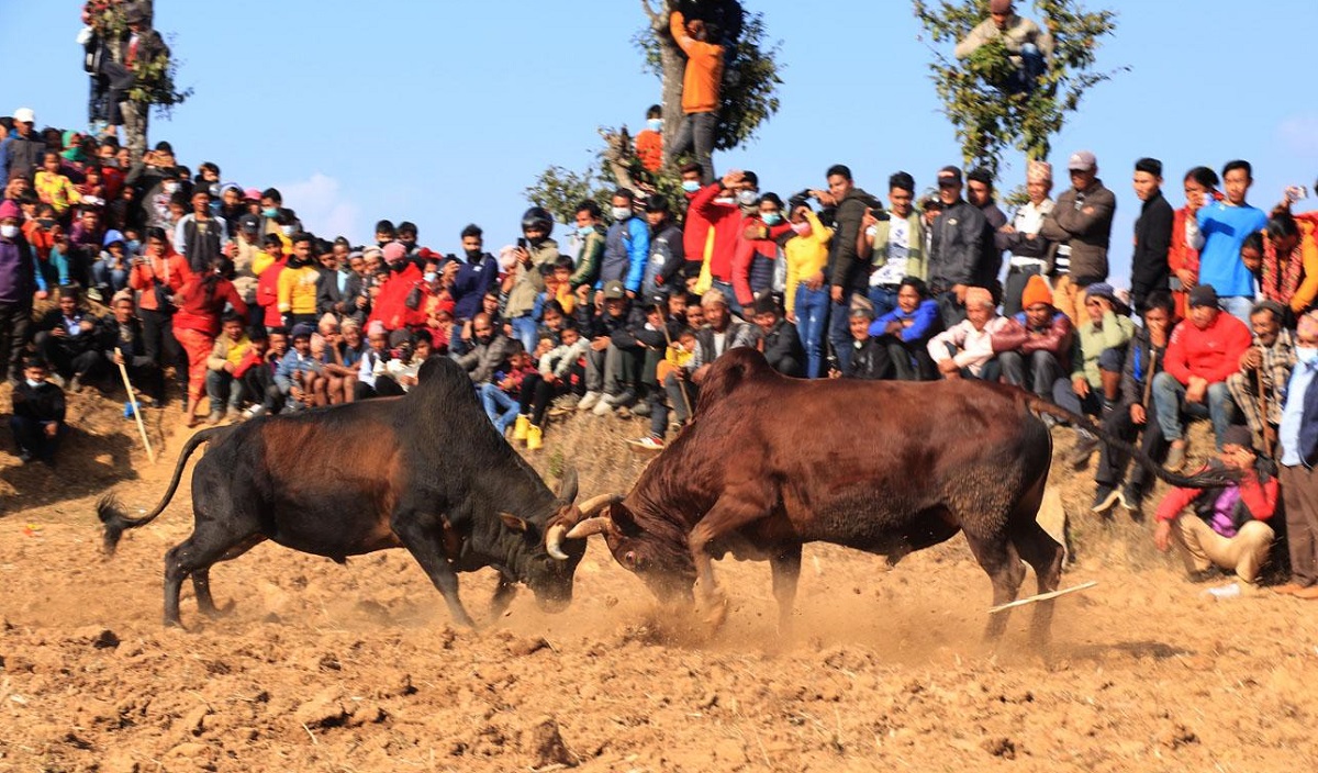 धादिङमा जुधाइयो एक सय हल गोरु