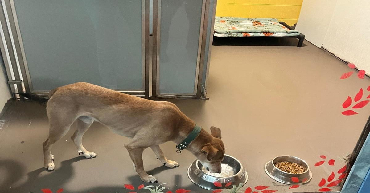 ‘सडकमा छाडिएको कुकुर अमेरिका पुग्यो’